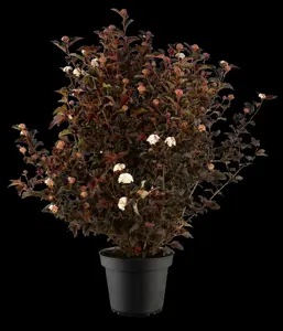 Physocarpus opulifolius 'Andre' - 40-60 CM 2SH - image 5