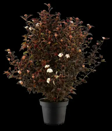 Physocarpus opulifolius 'Andre' - 150-175 CM RB - image 5