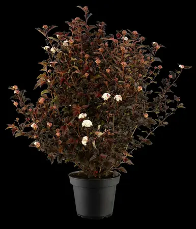 Physocarpus opulifolius 'Andre' - 30-40 CM C3 - image 5