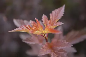 Physocarpus opulifolius 'Andre' - 2 Ltr pot - image 1
