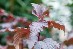 Physocarpus opulifolius 'Andre' - 2 Ltr pot - image 4