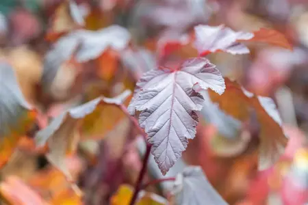 Physocarpus opulifolius 'Andre' - 40-60 CM 2SH - image 2