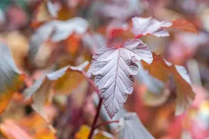 Physocarpus opulifolius 'Andre' - 30-40 CM C3 - image 2