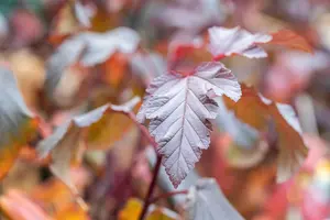 Physocarpus opulifolius 'Andre' - 150-175 CM C50 - image 2