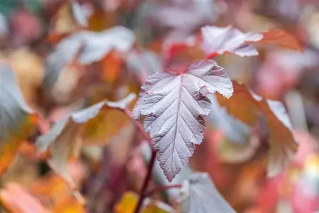 Physocarpus opulifolius 'Andre' - 175-200 CM C50 - image 2