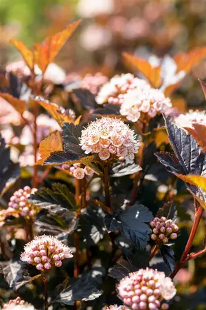 PHYSOCARPUS TINY WINE 3L - image 3