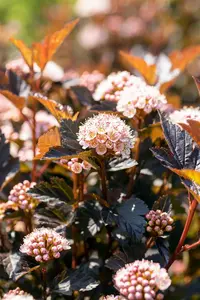 PHYSOCARPUS TINY WINE 3L - image 3