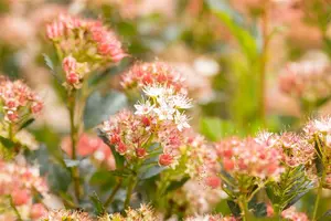 PHYSOCARPUS TINY WINE 3L - image 1