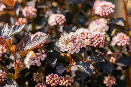 PHYSOCARPUS TINY WINE 3L - image 4