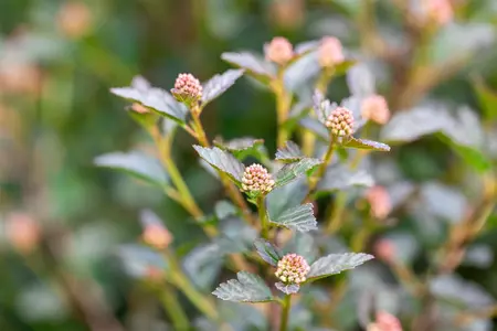 PHYSOCARPUS TINY WINE 3L - image 5