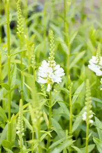 Physostegia virg. 'Alba' - P9 - image 2