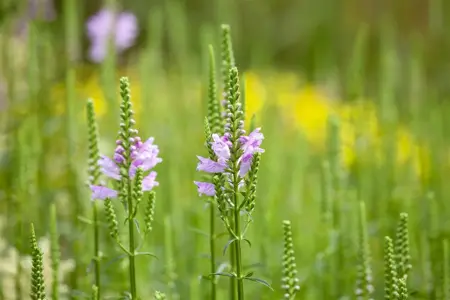Physostegia virg. 'Bouquet Rose' - P9 - image 1