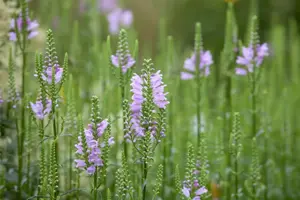 Physostegia virg. 'Bouquet Rose' - P9 - image 2