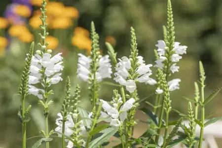Physostegia virg. 'Crystal Peak White' - P9