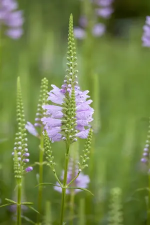 Physostegia virg. 'Rosea' - P9 - image 1