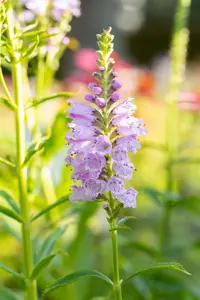 Physostegia virg. 'Rosea' - P9 - image 2