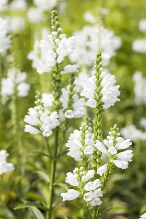 Physostegia virg. 'Summer Snow' - P9