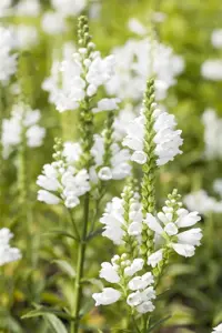 Physostegia virg. 'Summer Snow'