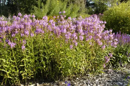 Physostegia virg. 'Vivid' - 2 Ltr pot - image 1