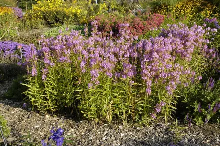 Physostegia virg. 'Vivid' - 2 Ltr pot - image 2