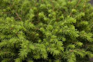Picea abies - 30-50 CM - image 3