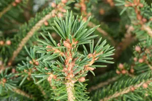 Picea abies - 60-80 CM RB - image 4