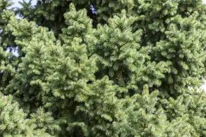Picea abies - 150-175 CM RB - image 1