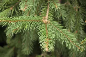 Picea abies - 20-25 CM P9 - image 2