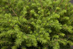 Picea abies - 20-25 CM P9 - image 3
