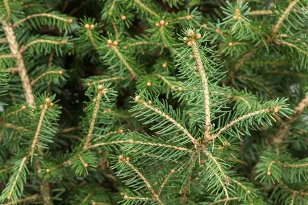 Picea abies - 20-25 CM P9 - image 5