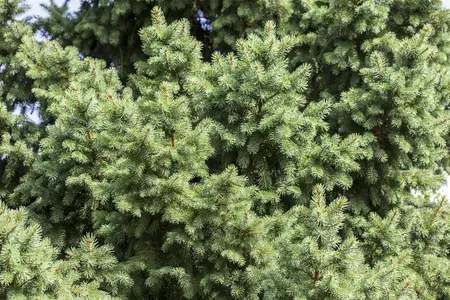 Picea abies - 40-60 CM P9 - image 1