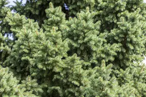 Picea abies