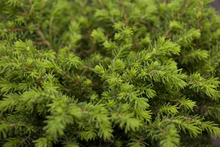 Picea abies - 40-60 CM P9 - image 3