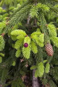 Picea abies 'Acrocona' - 50-60 CM C7.5 - image 4