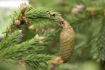 Picea abies 'Acrocona' - 30-40 CM C5 - image 1