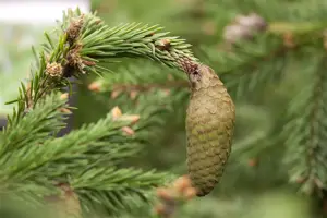 Picea abies 'Acrocona' - 60-80 CM C15 - image 1