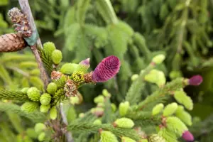 Picea abies 'Acrocona' - 150-175 CM C110 - image 3