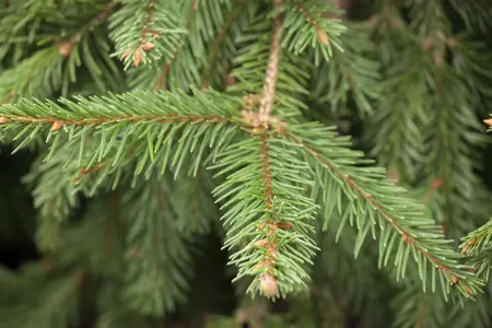 Picea abies 'Acrocona' - 100-125 CM C15 - image 2