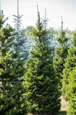 Picea abies 'Columnaris' - SOLITAIR 175-200 CM C70