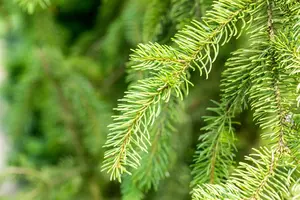 Picea abies 'Cupressina'