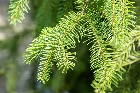 Picea abies 'Cupressina' - 30-40 CM C5 - image 2