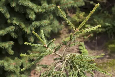 Picea abies 'Frohburg' - 175-200 CM RB