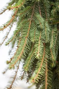 Picea abies 'Inversa' - 150-175 CM RB - image 2
