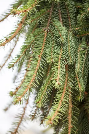 Picea abies 'Inversa' - SOLITAIR 200-225 CM RB - image 2