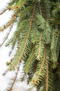 Picea abies 'Inversa' - SOLITAIR 200-225 CM RB - image 2