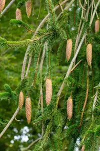 Picea abies 'Inversa' - 150-175 CM RB - image 4