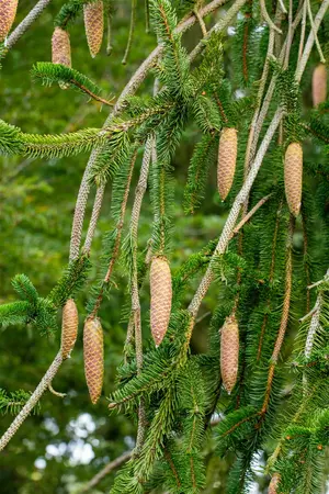 Picea abies 'Inversa' - 100-125 CM C30 - image 4
