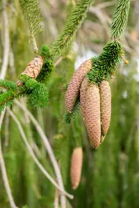 Picea abies 'Inversa' - 20-25 CM C2 - image 5