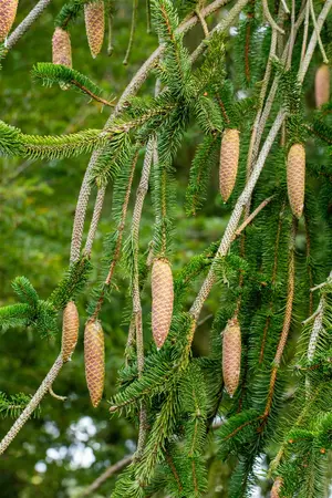 Picea abies 'Inversa' - SOLITAIR 200-225 CM RB - image 3