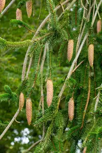 Picea abies 'Inversa' - SOLITAIR 200-225 CM RB - image 3